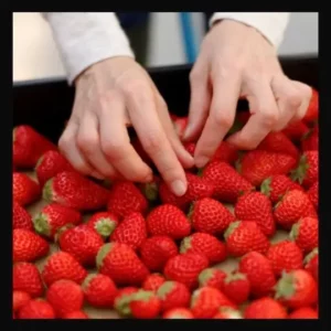 Farmers Market Spokane