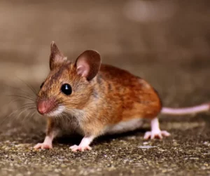 keep mice out of your storage unit