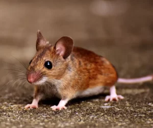 Tips to Avoid Mice in Storage Units