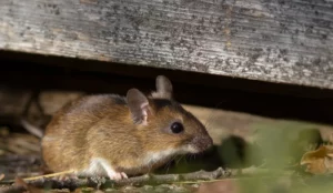 How to Keep Mice Out of Your Storage Unit